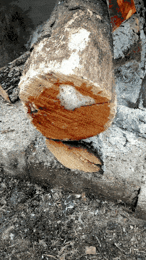 bubbling end of an oak log in a fire