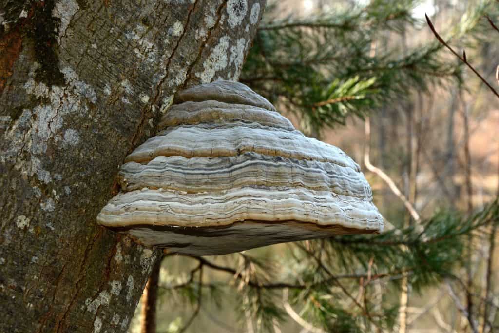 Tinder fungus hanging off a tree