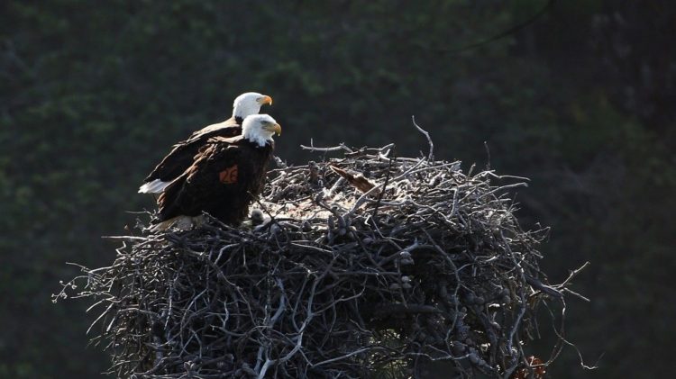 two eagles sitting in huge nest