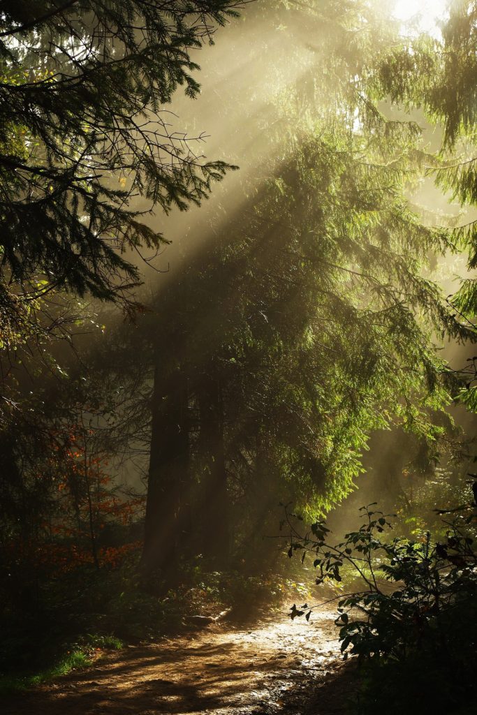Foggy forest with beams of sunlight
