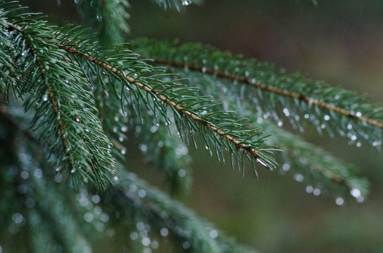 Dripping wet spruce boughs